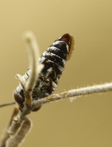 Réf. 293 735 : Coelioxys afra